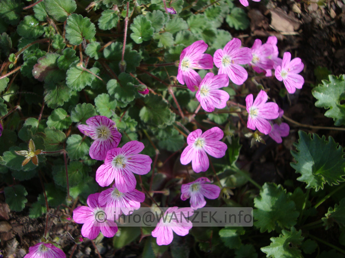 Erodium variabile Bishop's Form 03.JPG